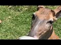 Whitetail Buck Deer Made In The Shade @ The Hillbilly Hoarder