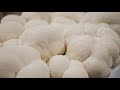 Gourmet & Exotic Mushroom Medley | Southwest Mushrooms