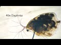 How to Find Daphnia in the Wild - FREE Starter Culture - BEAVER Encounter