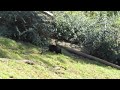 Sun bear fight, chase and 