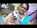 Animal Rescue | Chennai Woman Raises 40+ Street dogs | IBC