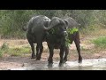 SOUTH AFRICA cape buffaloes, Kruger national park (hd-video)
