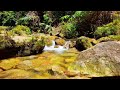 Relax nature video | sound of river flow | birdsong | lullaby sounds