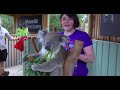 Koalas: When Stupidity is a Survival Strategy