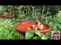 Relaxing Nature Sounds At The Birdbaths | ASMR
