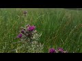 Walking on Arran and finding a hidden trig point