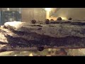 Cool time lapse of snails 3 hours long