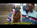 Kanni, Chippiparai Dogs Kennel - Native Breed Dogs - Puppies For Sale - Durai Frams Rajapalayam