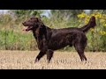 Flat-Coated Retriever - Top 10 Facts