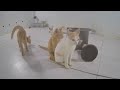 🐱 You Laugh You Lose 😹🤣 Funny Cats Videos 🐶😸