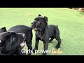 Cane Corso PUPPIES 4 to 8 weeks old shenanigans #canecorso #dogtraining #dog