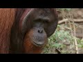 This Aggressive Male Orangutan Refuses to Be Sedated: Orangutan Jungle School | Smithsonian Channel