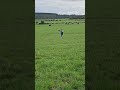 calling the cows