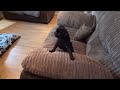 СМЕШНЫЕ МОПСЫ \  FUNNY PUGS