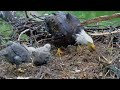 Trempealeau Eagles. It is fish for dinner – 04-28-2024