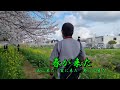 日本の「春のお花見」音楽：春が来た（日本の童謡・唱歌／春が来た　春が来た　どこに来た）