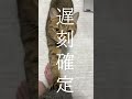 仕事に行く前にちょこんと居座り通せんぼする猫　#shorts