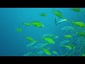 The Best 4K Aquarium - Beautiful Coral Reef Fish - Relaxing Sleep Meditation Music - 4K Video #11