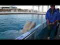 【ベルーガ】食餌と鳴き声　Beluga～Yokohama Hakkeijima Sea Paradise