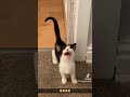Cats Talking On Camera Classic🤣