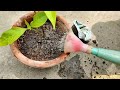माली से सीखें बारिश के सीजन में गमलों के लिए भुरभुरी मिट्टी कैसे बनाएं ? How to mix soil for Monsoon