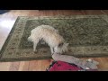 Karnak the Cairn Terrier Playing with Toy