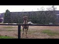 camel making funny noise