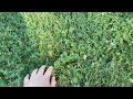 Touching grass