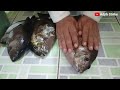 This angler uses his favorite bait to get big Rabbit fish