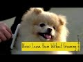 10 Things You Must Never Do to Your Pomeranian Dog