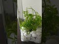 Aquatic Plant Photosynthesis: How does it actually look?