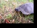 Wood Turtle