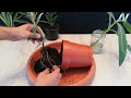 How to grow oleander from cutting branch very easy