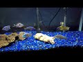 South East Cichlids Unboxing Video,WILD CAUGHT