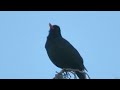 Blackbird singing  on top of a tree.