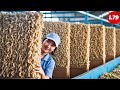 How Chinese Farming Million of SilkWorm for silk - Silk Ocoon Processing Factory