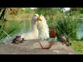 new Aflac pigeon comercial
