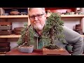 Bonsaify | The One Mistake All Bonsai Beginners Make: Here's How to Avoid It!
