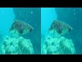 Giant cuttlefish 3D