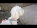 Like a dog asking for a walk - Moments from the life of a cute Maltese dog