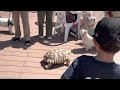 お散歩するとワンちゃんと出会います☆お台場ケヅメリクガメ　福亀GOちゃん（2022-4-30）African spurred tortoise　Odaiba Turtle GO-chan!