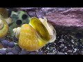 Gold Mystery Snails