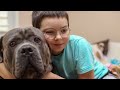 Male Vs Female Cane Corso : 10 Differences Between Them