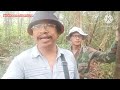 cek jebakan tupai/tikus dihutan sibu Sarawak// bersama dengan anak.(ep.34)