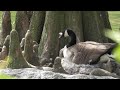 Nesting Canada Goose Meets The Ducklings