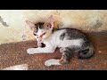 The most pity, poor, abandoned kittens tired not good healthy needs care