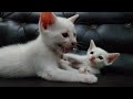 Playful funny cats and kittens | Funny pets #cat #cats #ytshorts