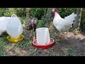 Cute animal videos 😅🤣 The rooster and the duck are happily playing