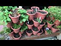 Things You Can Grow In The Dollar Tree Stackable Planters