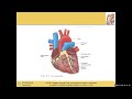 Medical Terminology 1 Ch. 10 The Cardiovascular System and Ch. 11 The Respiratory System